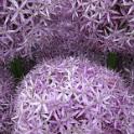 142 Hampton Court Flower Show - July 2010